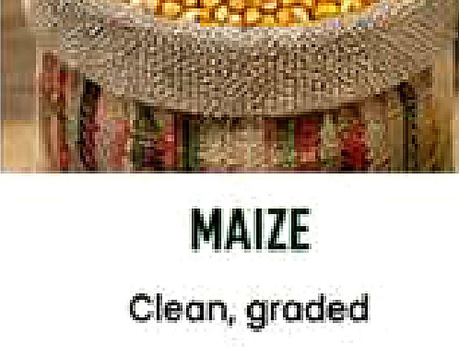 Maize image from company profile PDF