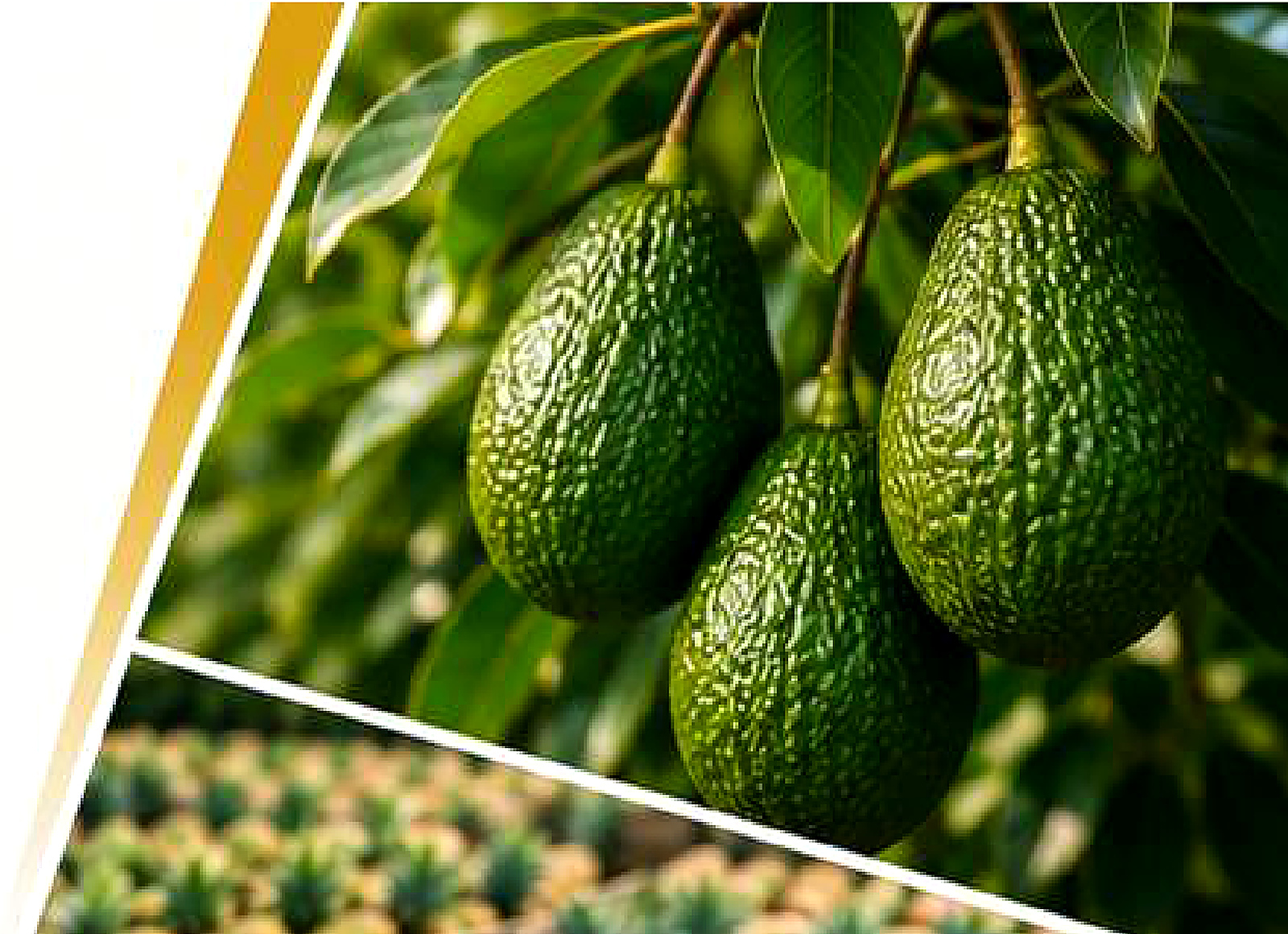 Rhylo avocado produce image from company profile PDF